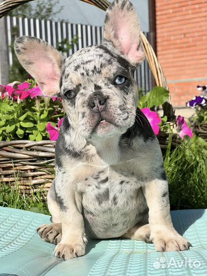 Французский бульдог мерле