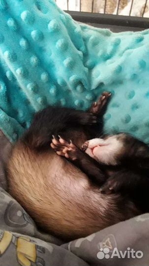 Ветеринар врач с выездом на дом