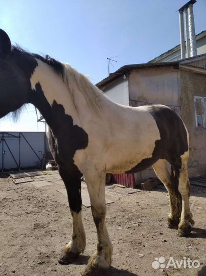 Кобыла Першерон