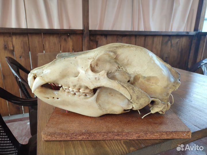 Продаю череп