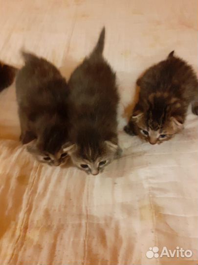 Котята в добрые руки