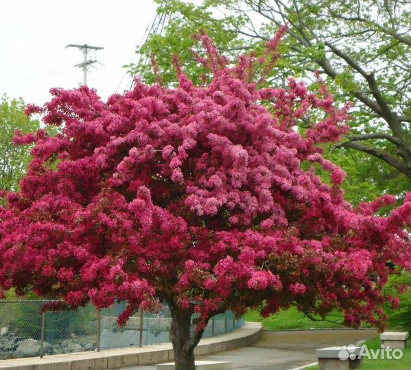 Декоративная яблоня Кармен
