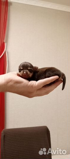 Той-терьер щенки