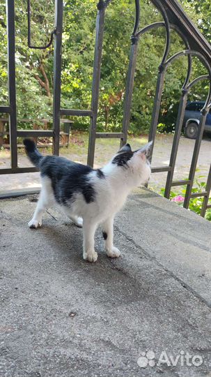 Котенок девочка