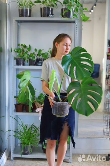 Монстера делициоза