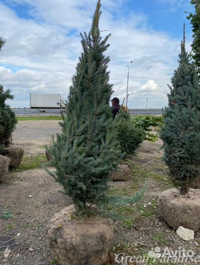 Ель голубая