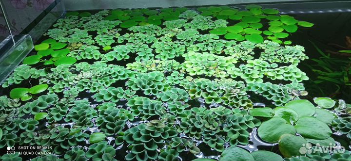 Аквариумные растения