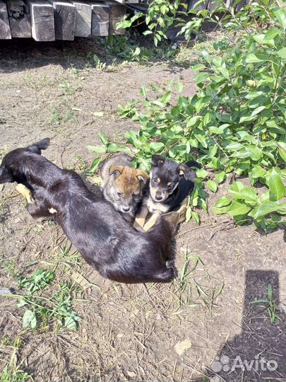 Щенки в добрые руки бесплатно