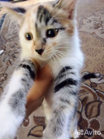 Котёнок трех цветный, девочка, 3 месяца