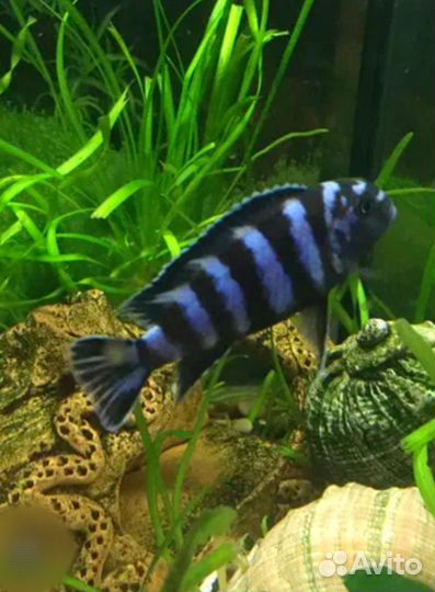 Аквариум. Рыбы