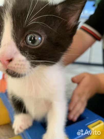 Котята в добрые руки даром