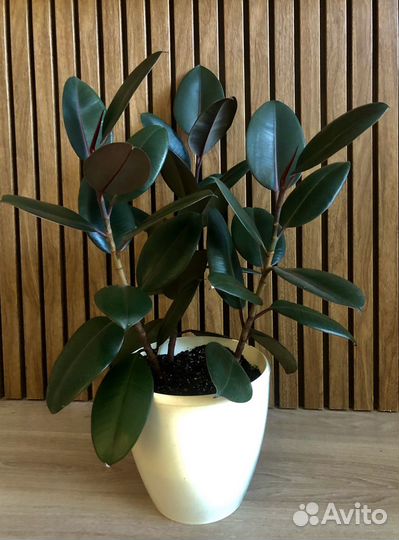 Фикус эластика абиджан
