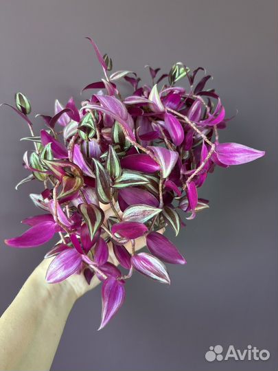 Традесканция зебрина