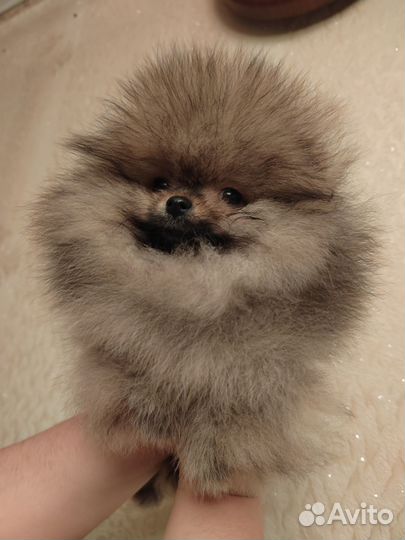 Шпицульки,настоящие мишки