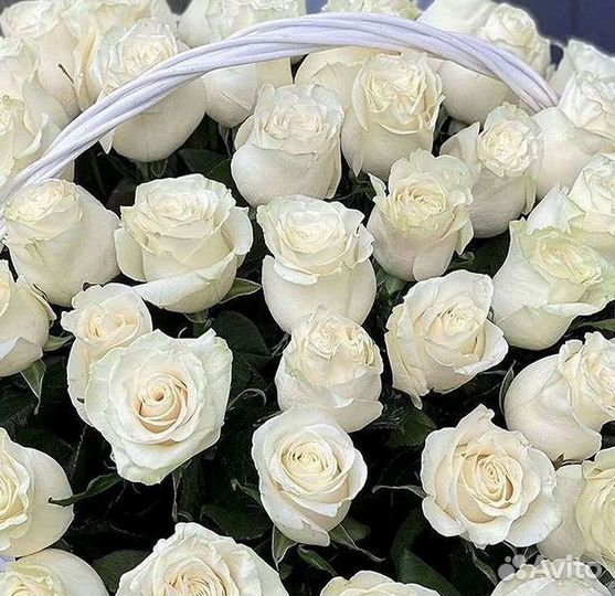 Розы гиганты 140 150 160 170 180 200