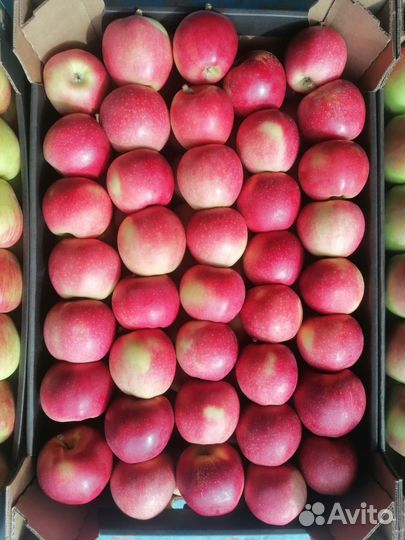 Яблоки опт (Беларусь)