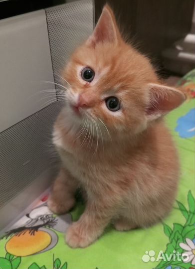 Отдам в добрые руки