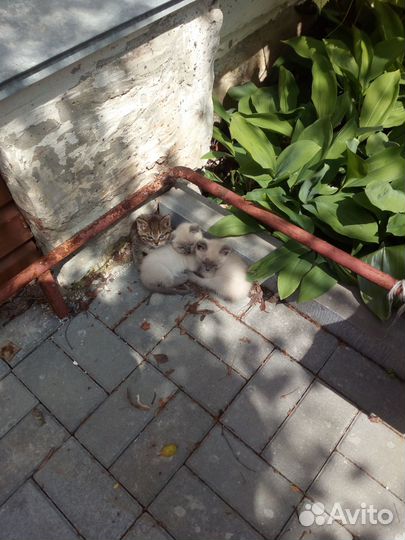 Отдам в хорошие руки
