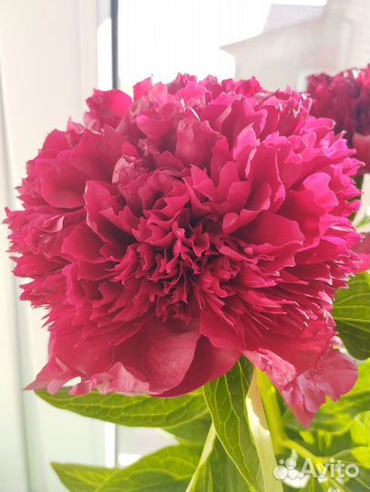 Пионы букет, на срез