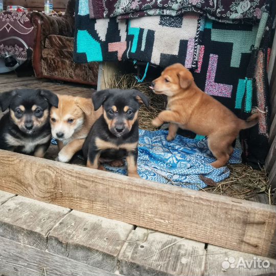 Щенок собаки дворняжки