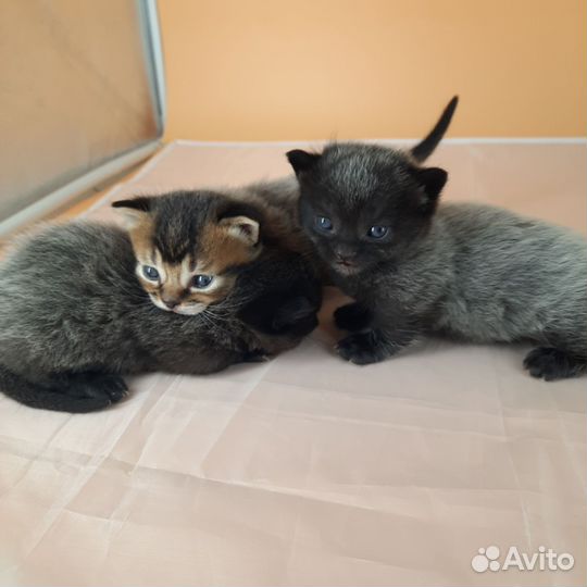 Экслюзивчики коротколапики