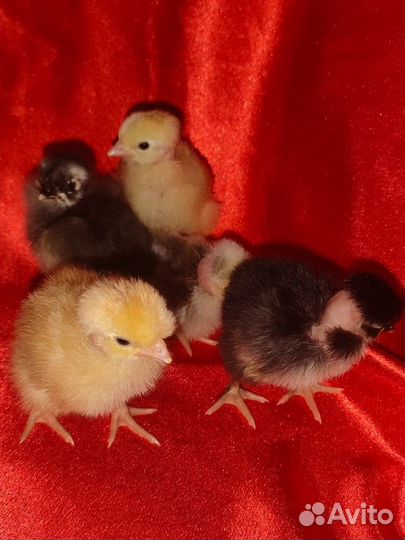 Домашняя птица, гусята, цыплята, утята