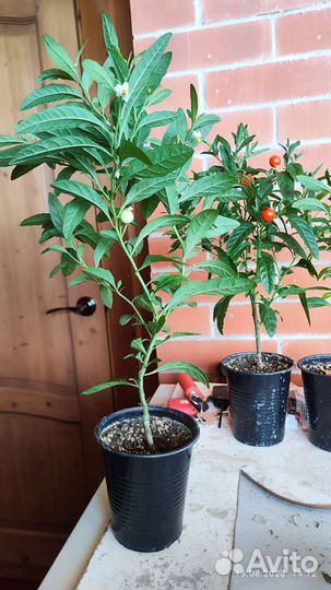 Соланум псевдокапсикум