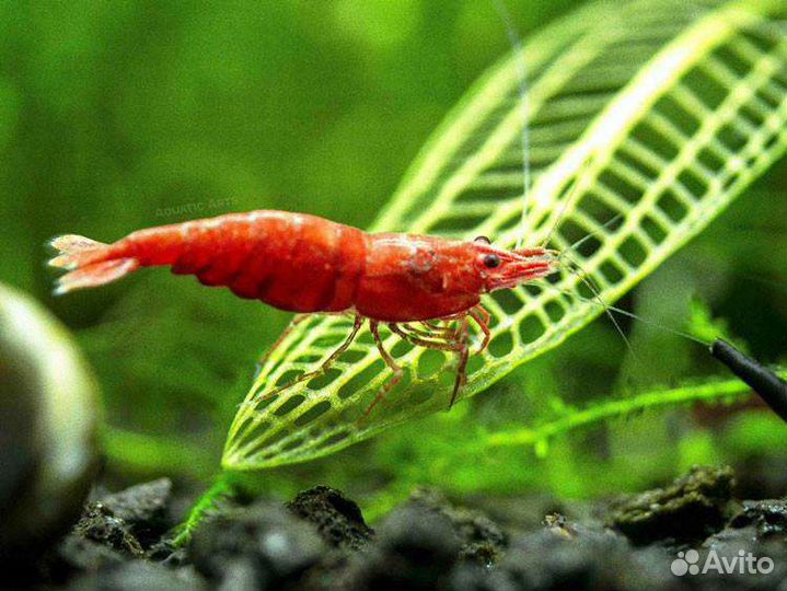 Желтый неон, Блю дрим, red fire