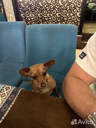 Вязка той-терьер