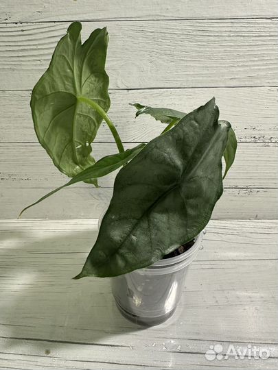 Алоказии детки