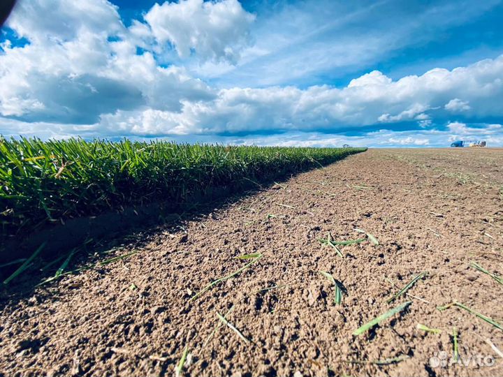 Газон рулонный