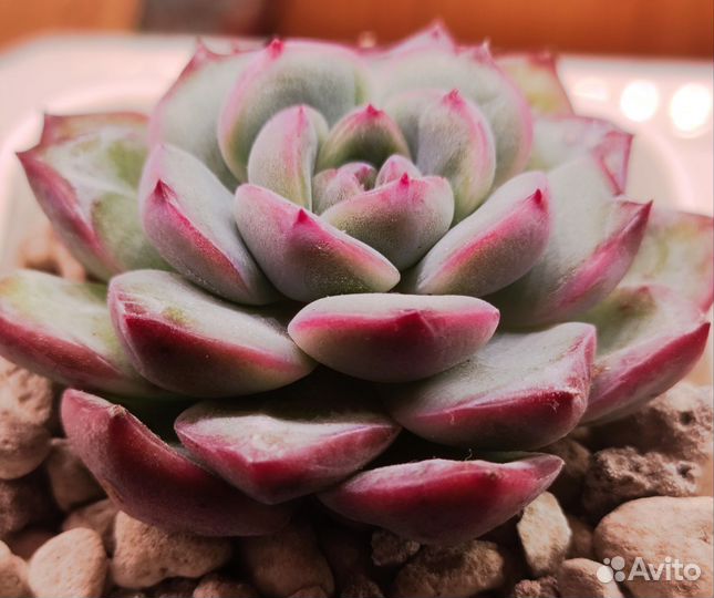 Суккуленты 3