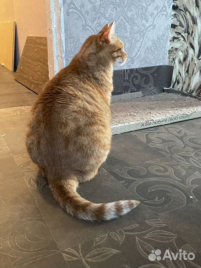 Кошка Рыжуля
