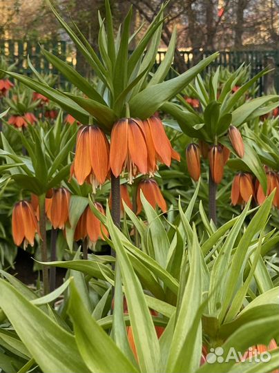 Рябчик императорский