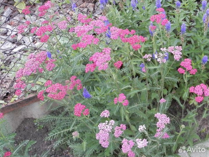 Бадан, синюха, бузульник, тысячелистник