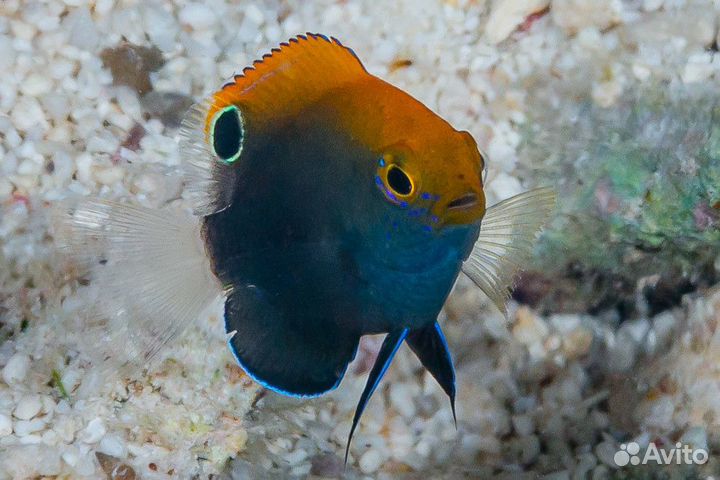 Морские рыбы. Помацентрус лазурный