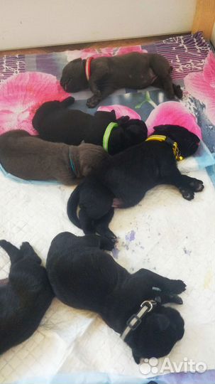 Собаки щенки кане корсо