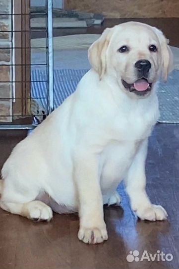 Лабрадор щенки