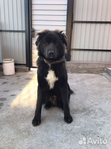 Ищу девочку для вязки