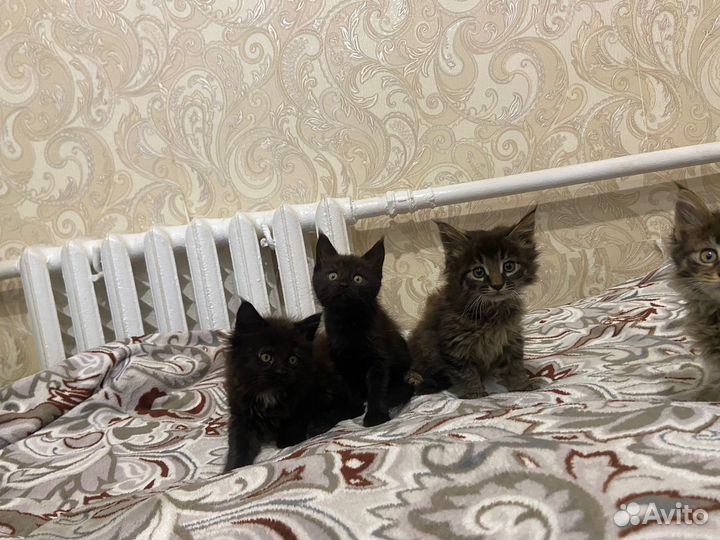 Котята мейн-кун