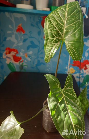 Сингониумы