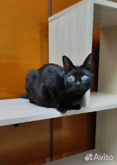 Кошка слепая