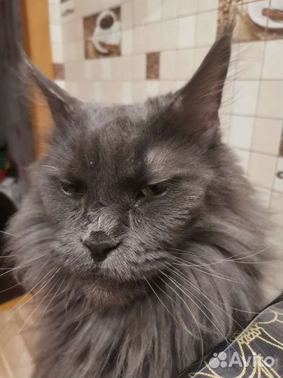 Кошка бесплатно