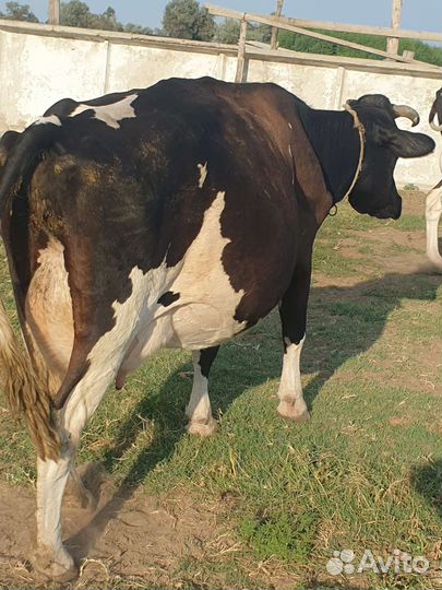 Коровы дойные молочные