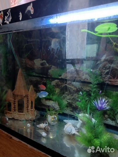Аквариум