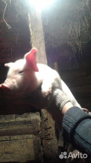 Поросята мясные ландрас-крупнобелые