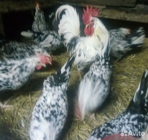 Инкубационное яйцо