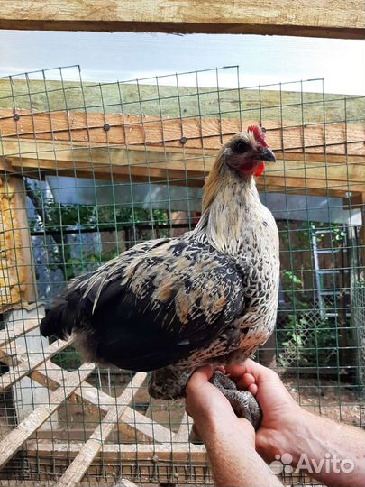 Молодые петухи