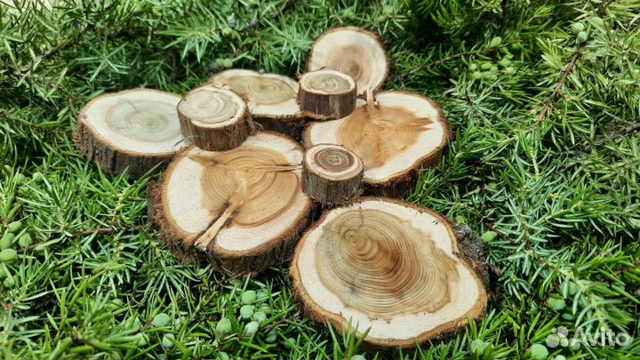 Можевельник