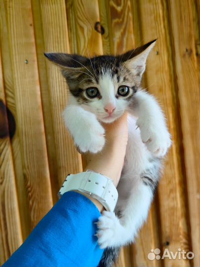 Котятки мальчики :)